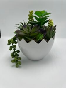 Plantas suculentas verdes en maceta