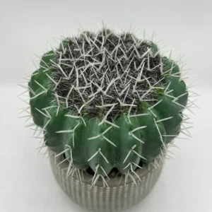 pequeñas plantas falsas