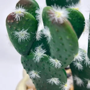 vender plantas de cactus (2)