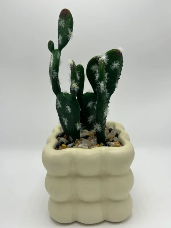 vender plantas de cactus