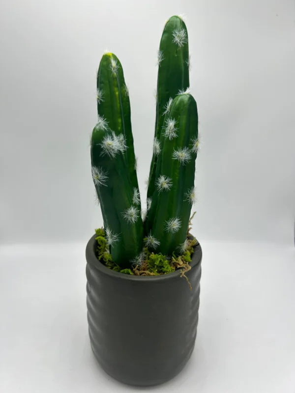 Equinocactus falso