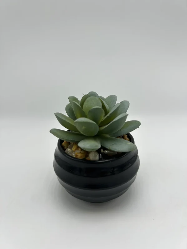 Suculenta de 9 piezas con olla (3)