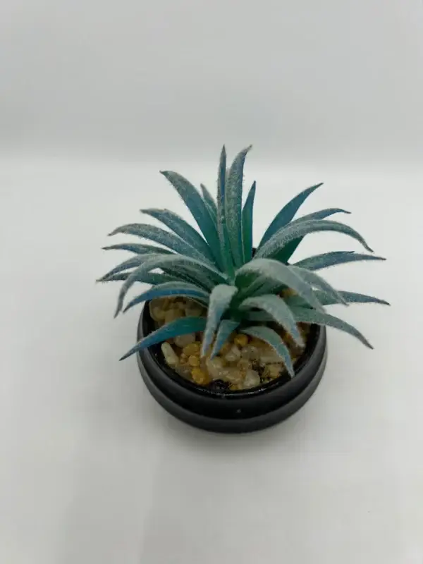 Suculenta de 9 piezas con olla
