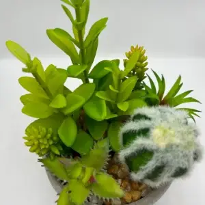 cactus pequeños tipos