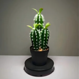 DR0035 (2) profile - suculentas realista variedades