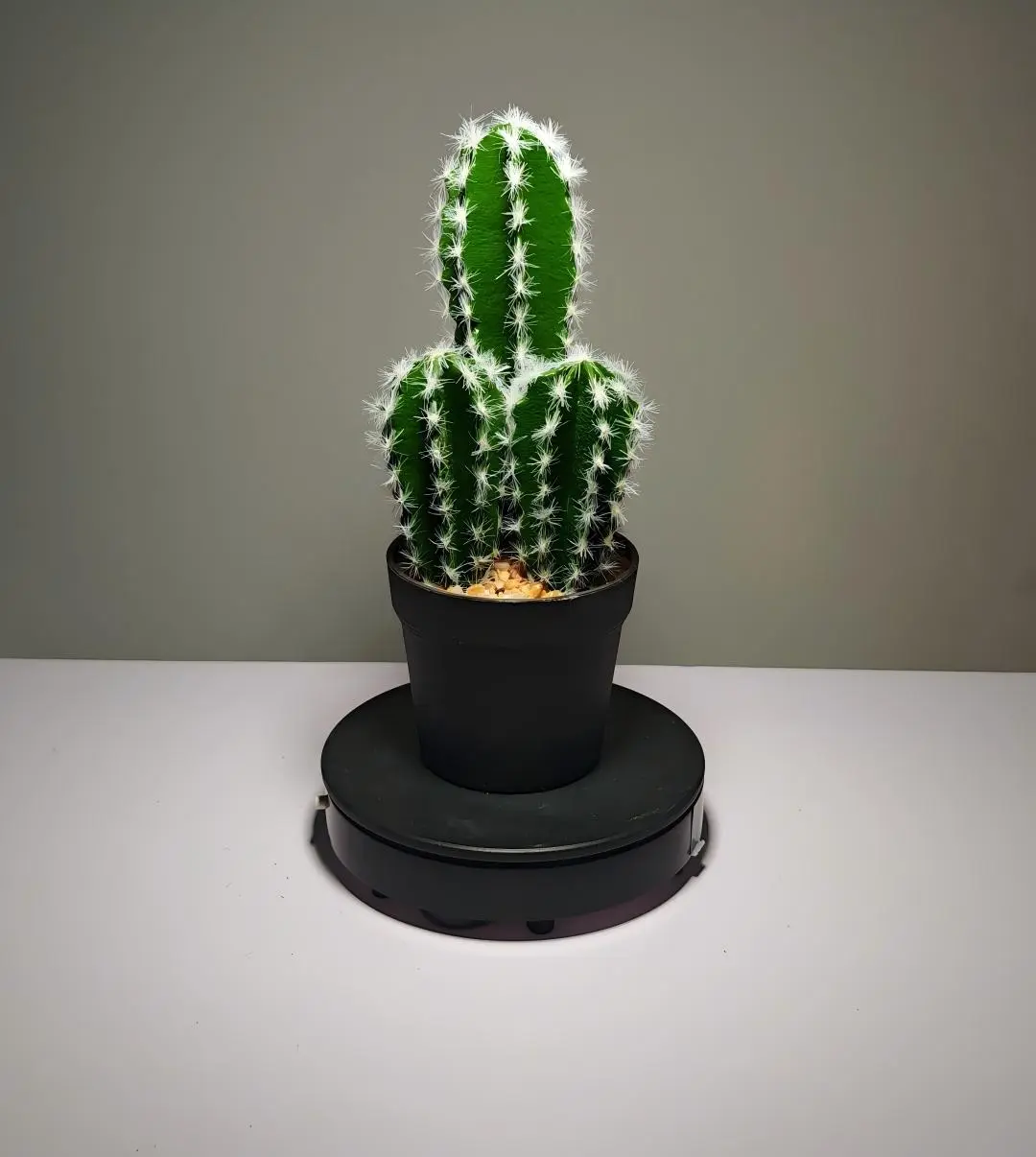 DR0036 (2) - Cactus suculento artificial verde