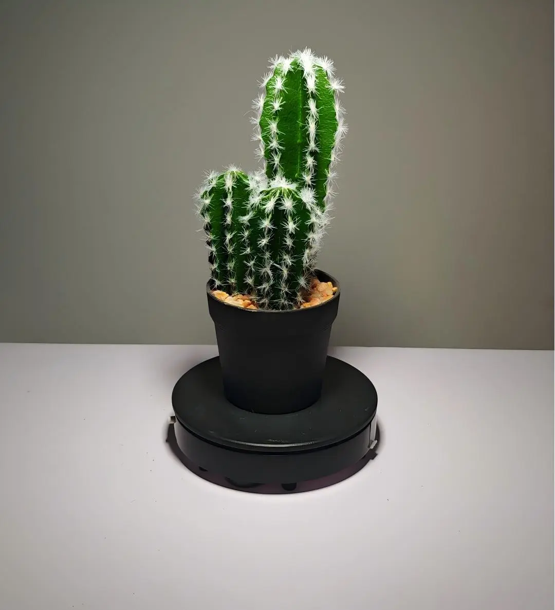 DR0036 (3) - Cactus suculento artificial verde