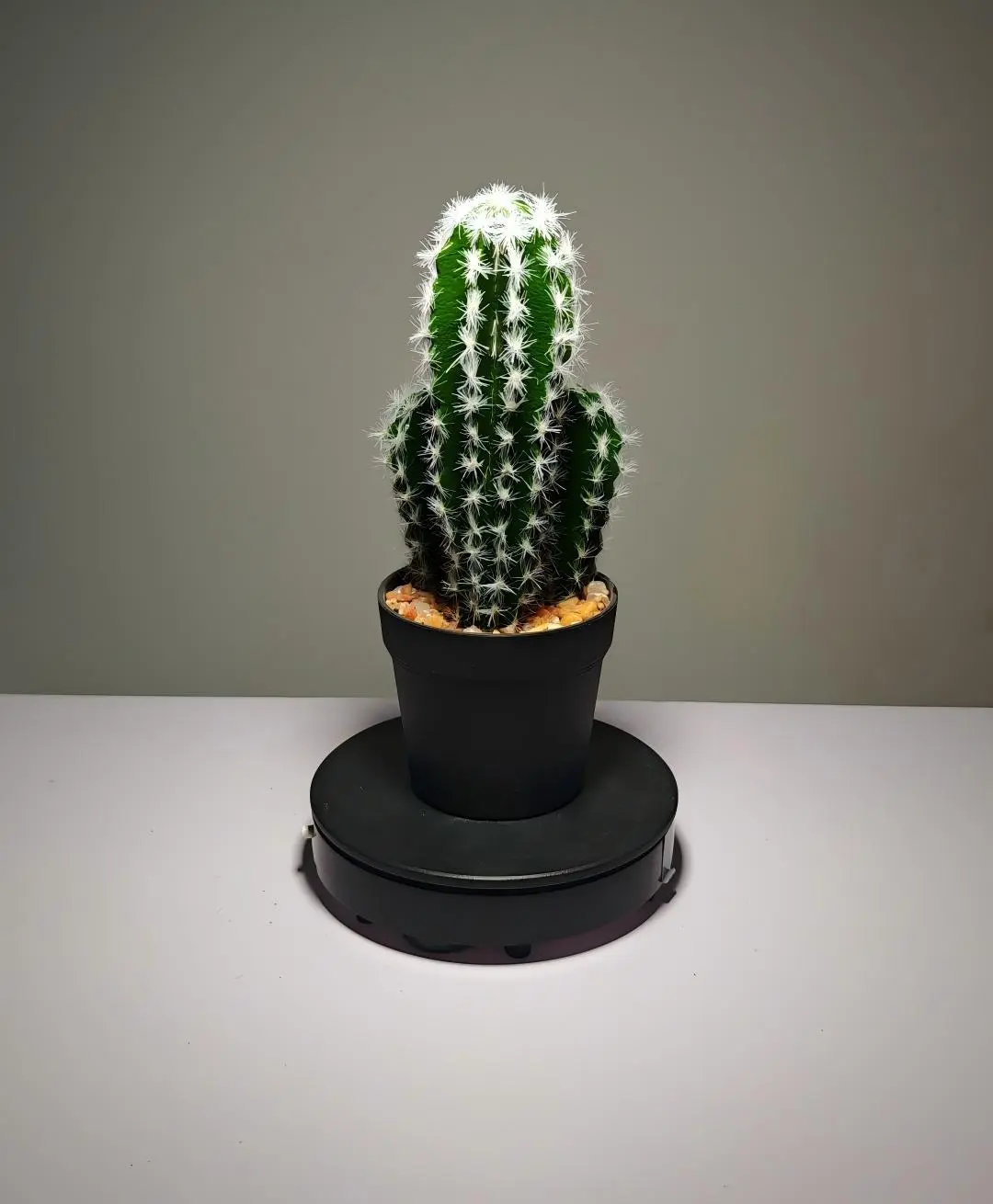 DR0036 (5) - Cactus suculento artificial verde