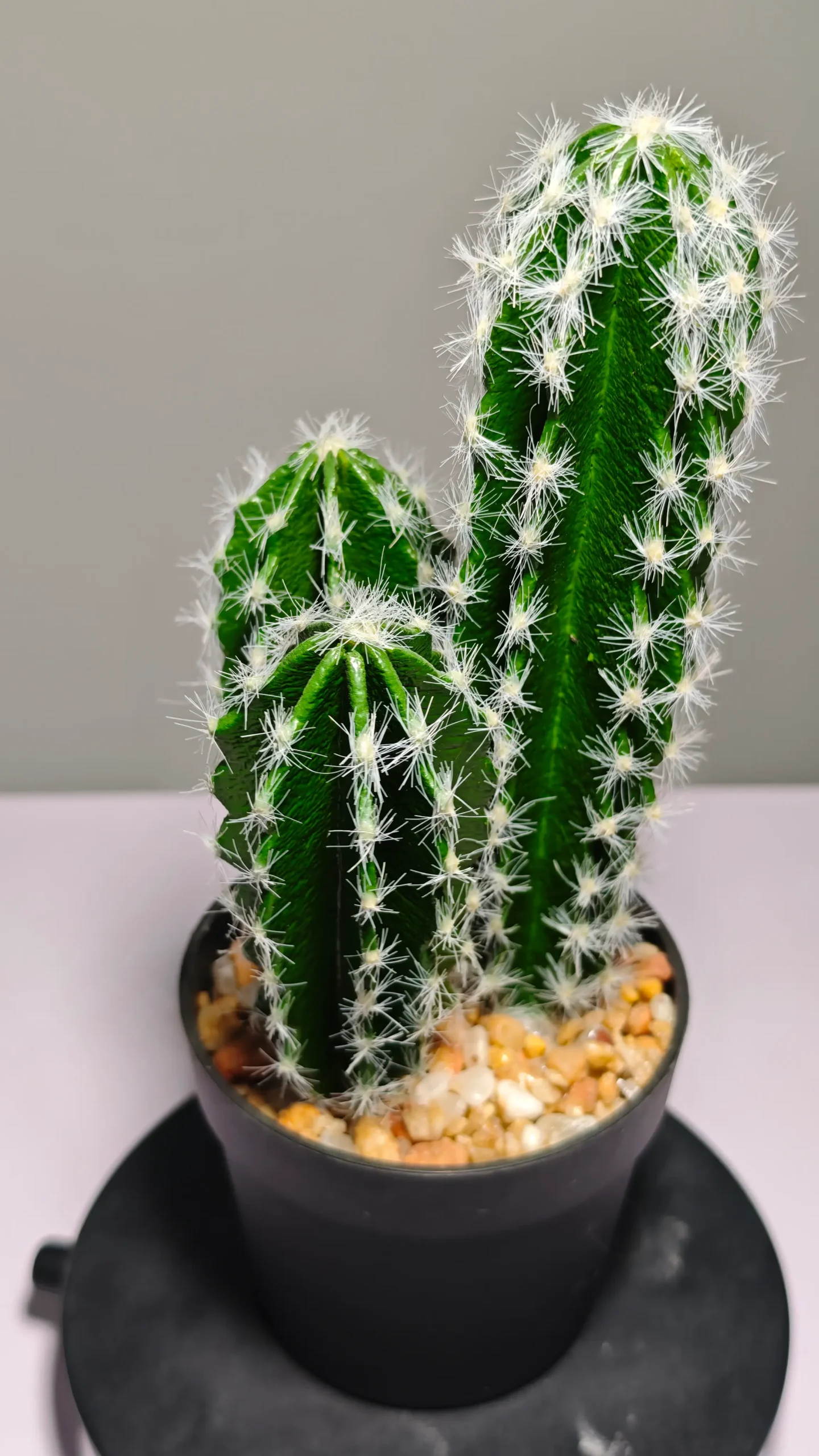 DR0036 (7) - Cactus suculento artificial verde