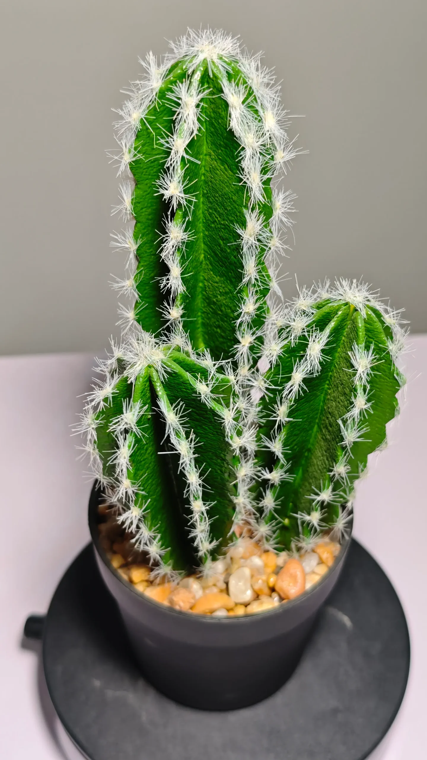 DR0036 (8) - Cactus suculento artificial verde