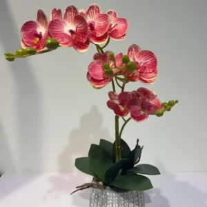 HD0001 profile- Orquídea Phalaenopsis Realista