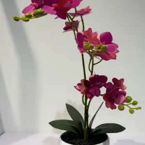 HD001-Orquídea Aerides Odorata