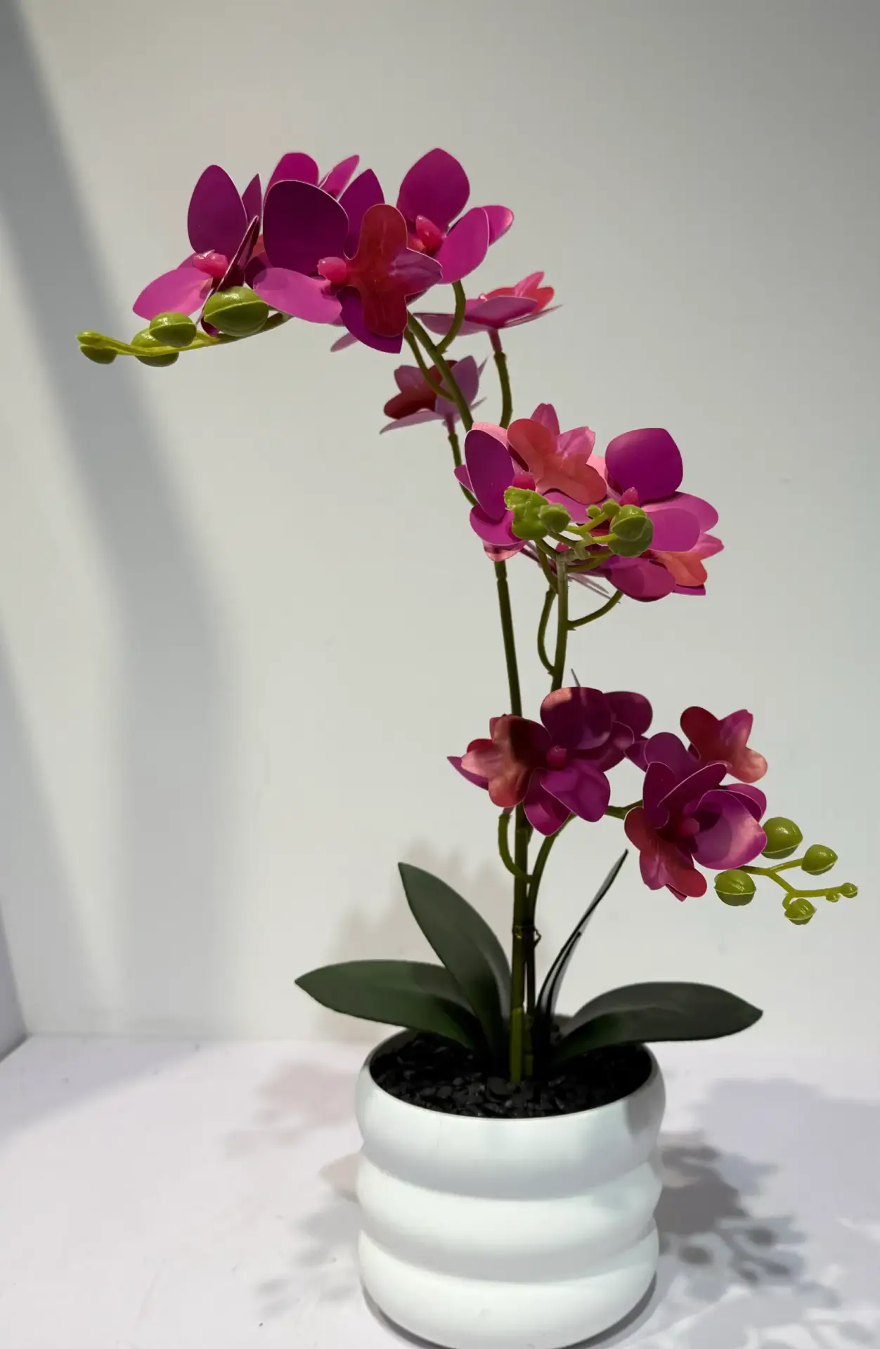 HD001-Orquídea Aerides Odorata