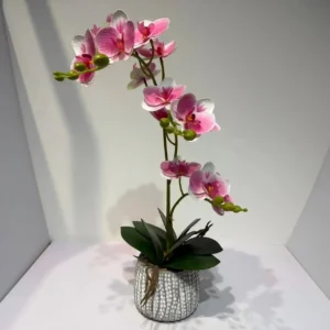 HD007 profile - Regalo Perfecto Orquídea Falsa