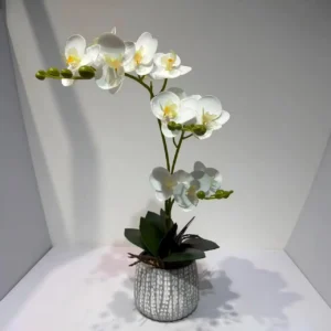 HD008 profile - Orquídea Falsa de Calidad