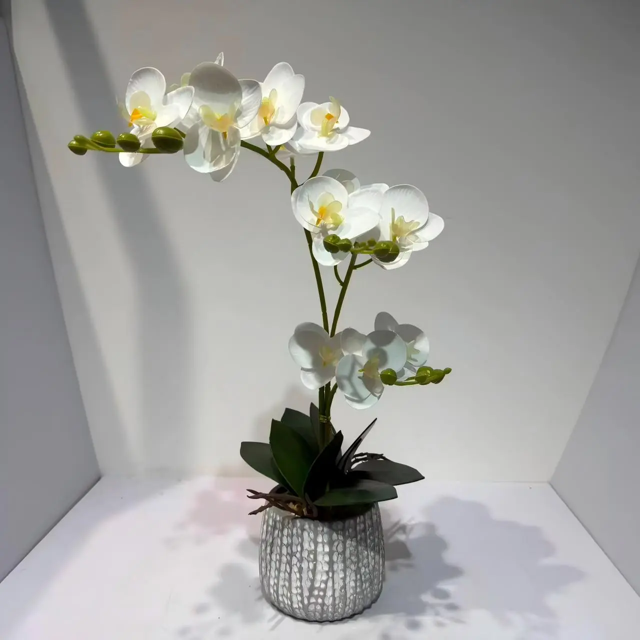 HD008 profile - Orquídea Falsa de Calidad