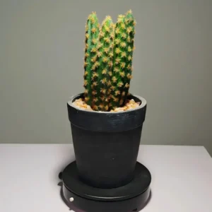 DR0042 (2) profile - Suculenta Compacta para Rincones Pequeños