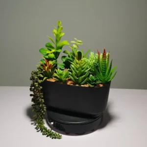 DR0048 (2) profile - Arreglo de Cactus y Suculentas Compacto