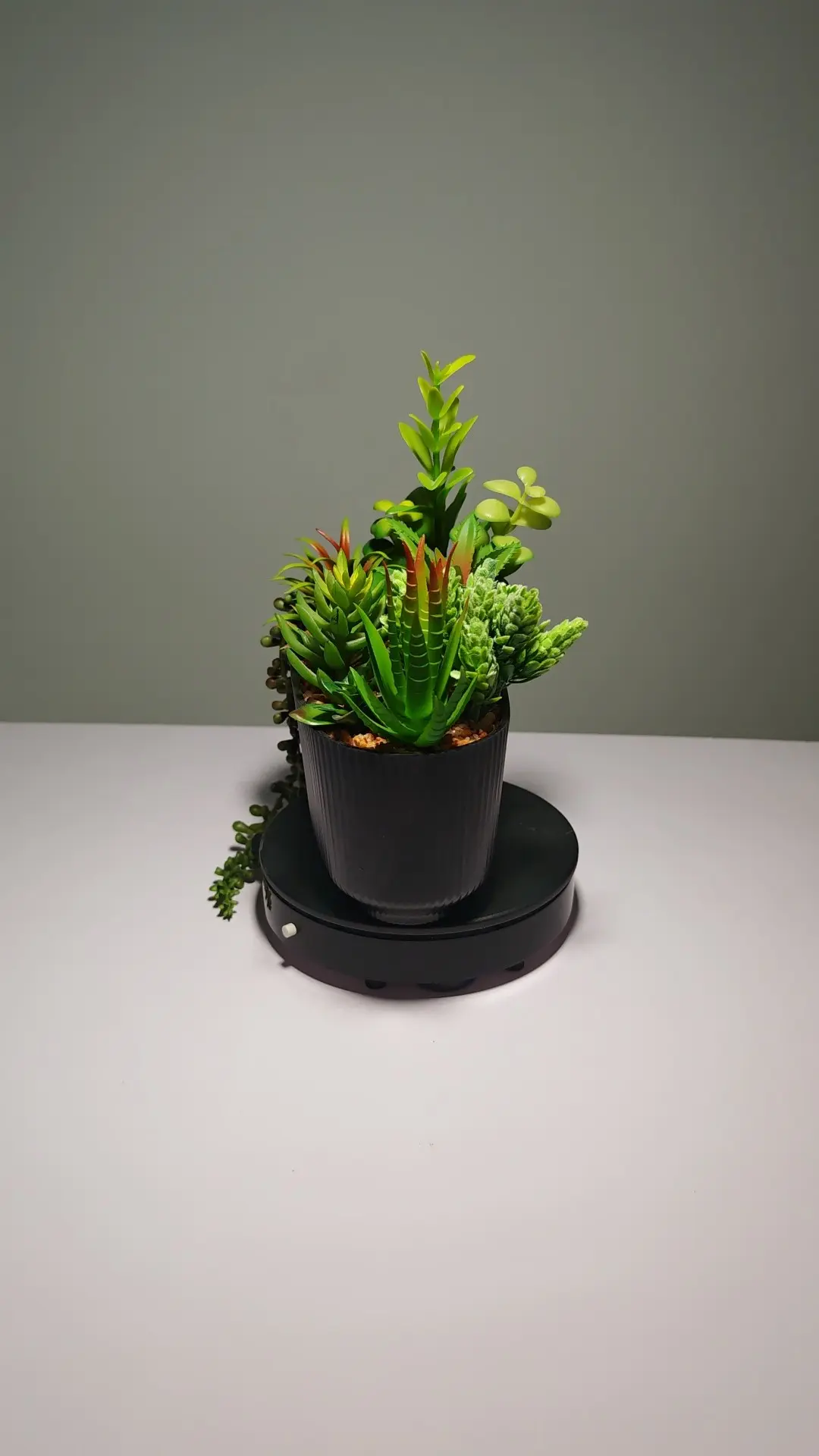 DR0048 (3) - Arreglo de Cactus y Suculentas Compacto