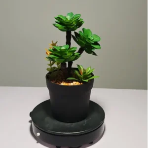 DR0050 (10) profile - Suculenta Duradera para Oficina