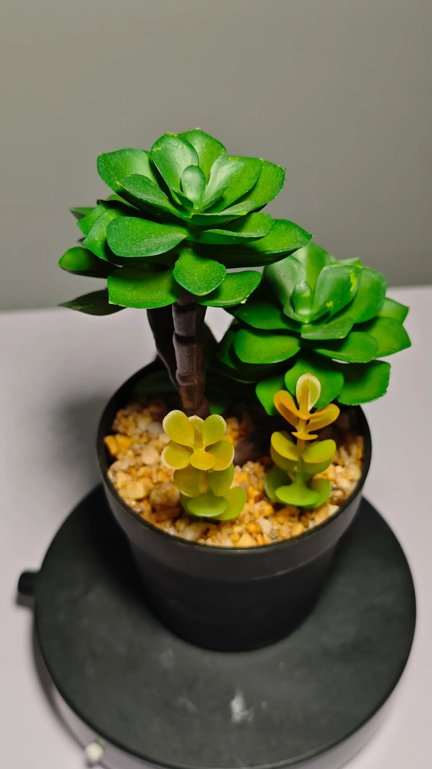 DR0050 (2) - Suculenta Duradera para Oficina