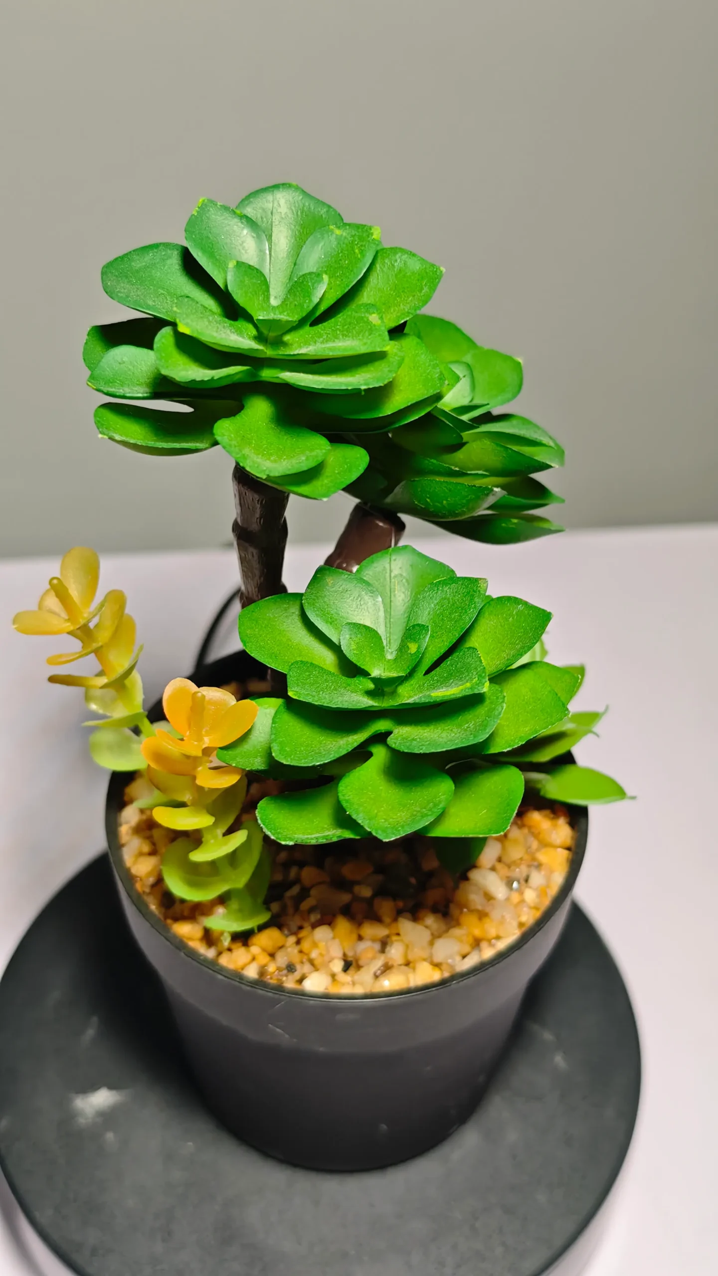 DR0050 (4) - Suculenta Duradera para Oficina