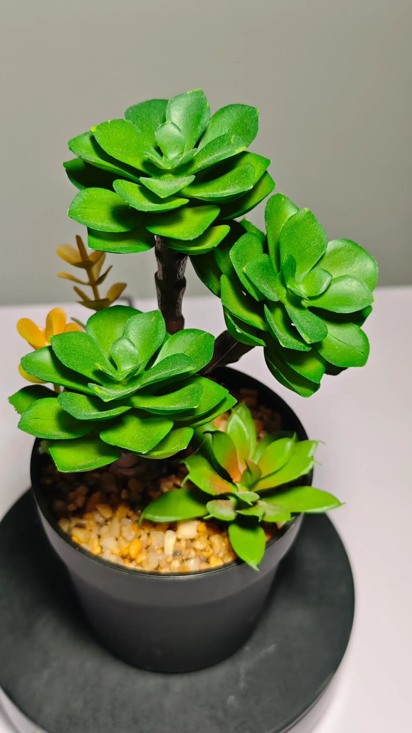 DR0050 (5) - Suculenta Duradera para Oficina