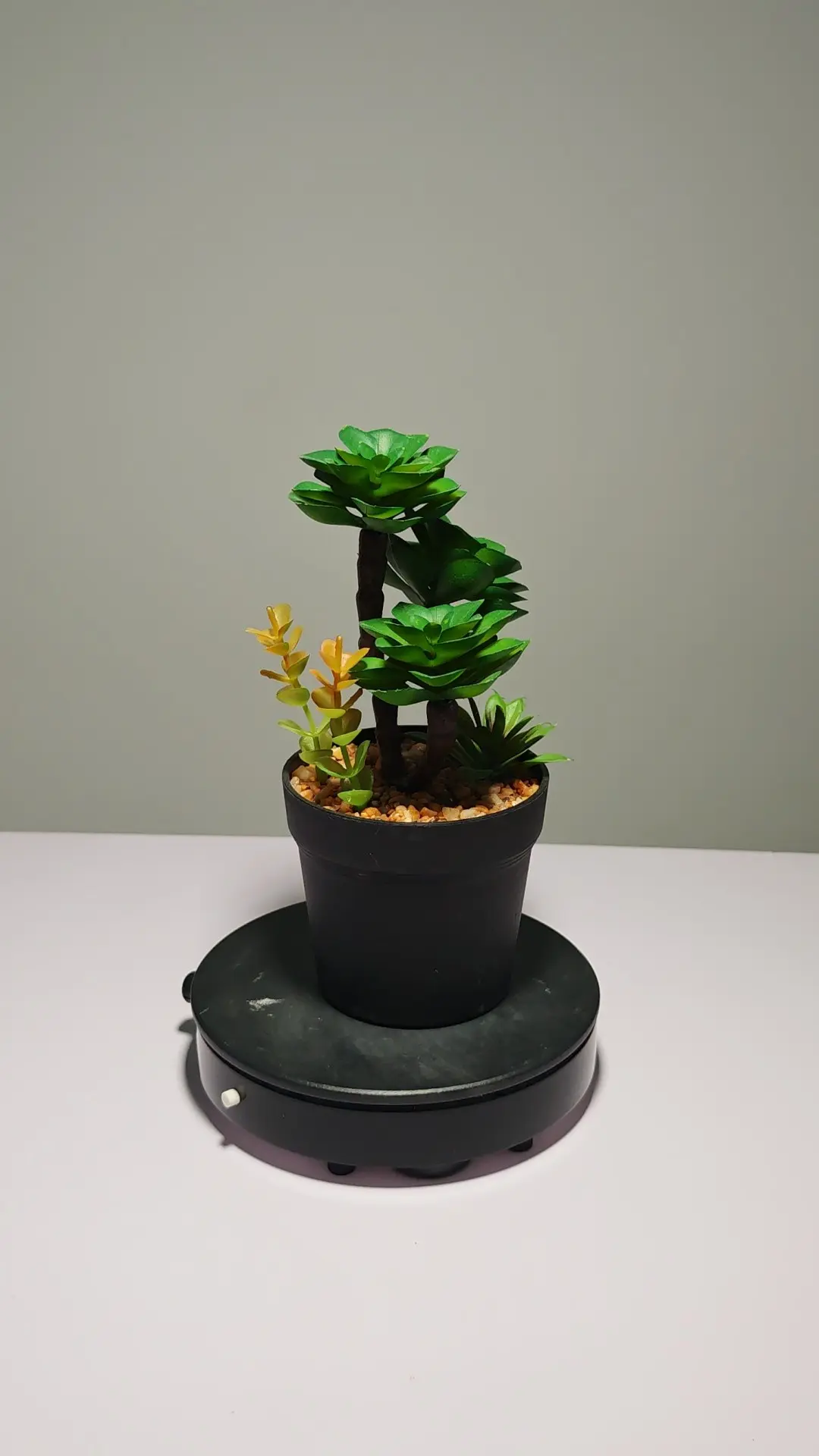 DR0050 (6) - Suculenta Duradera para Oficina