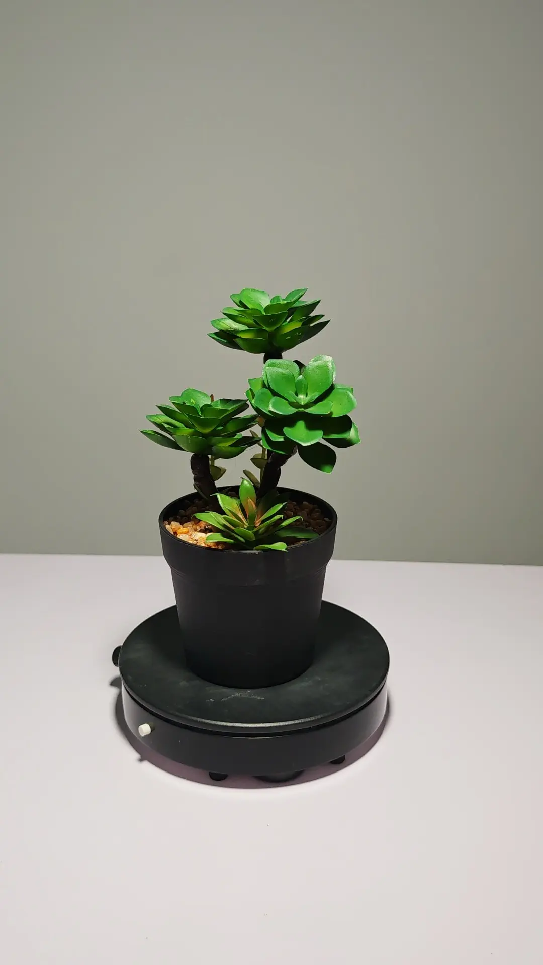 DR0050 (7) - Suculenta Duradera para Oficina