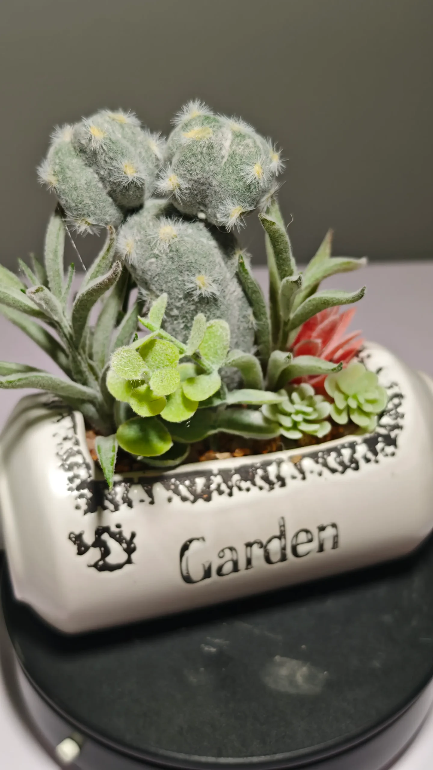 DR0056 (1) - Suculenta Duradera Todo el Año