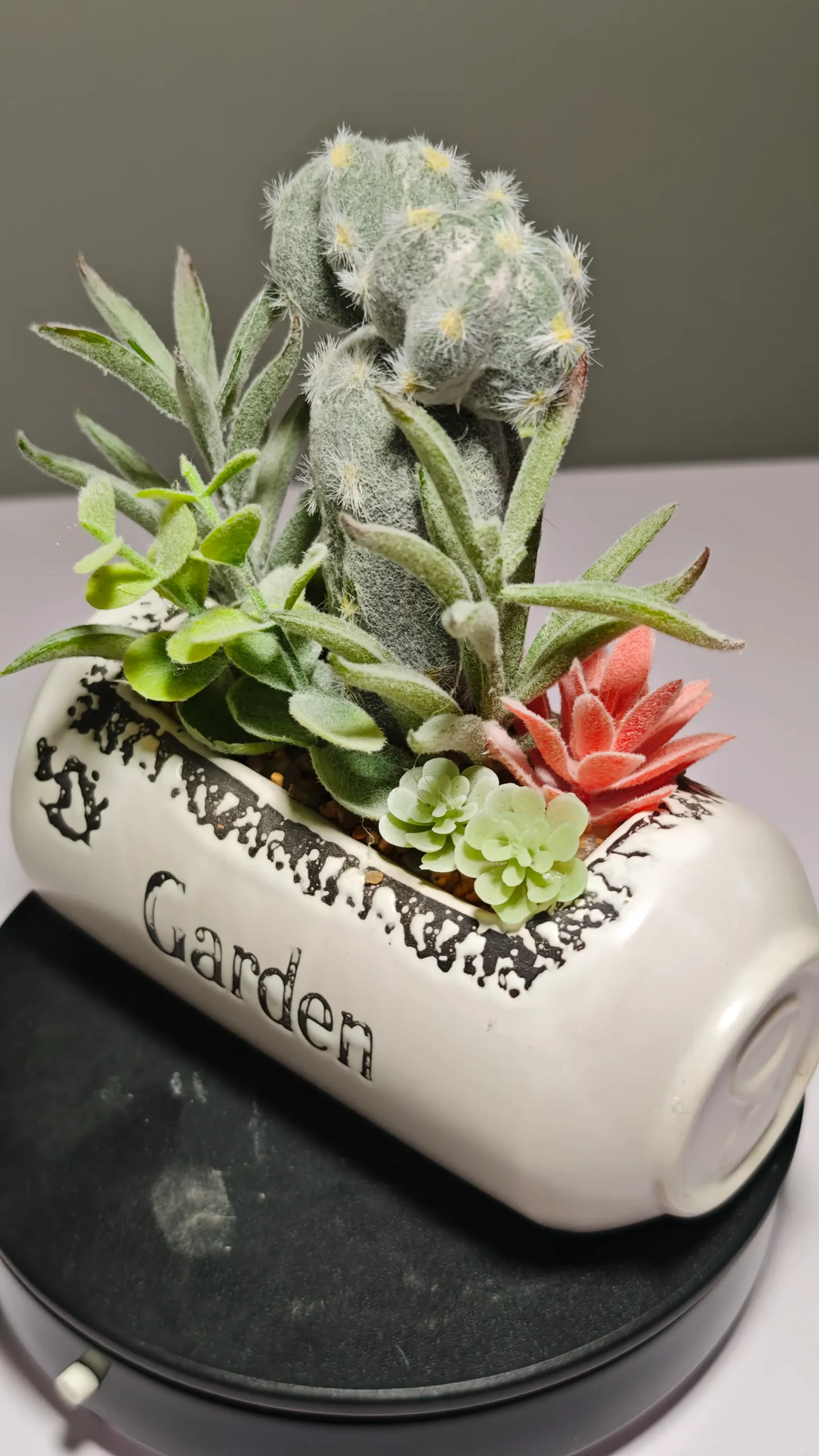 DR0056 (2) - Suculenta Duradera Todo el Año