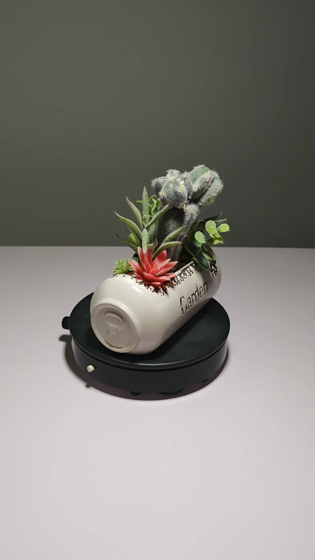 DR0056 (3) - Suculenta Duradera Todo el Año