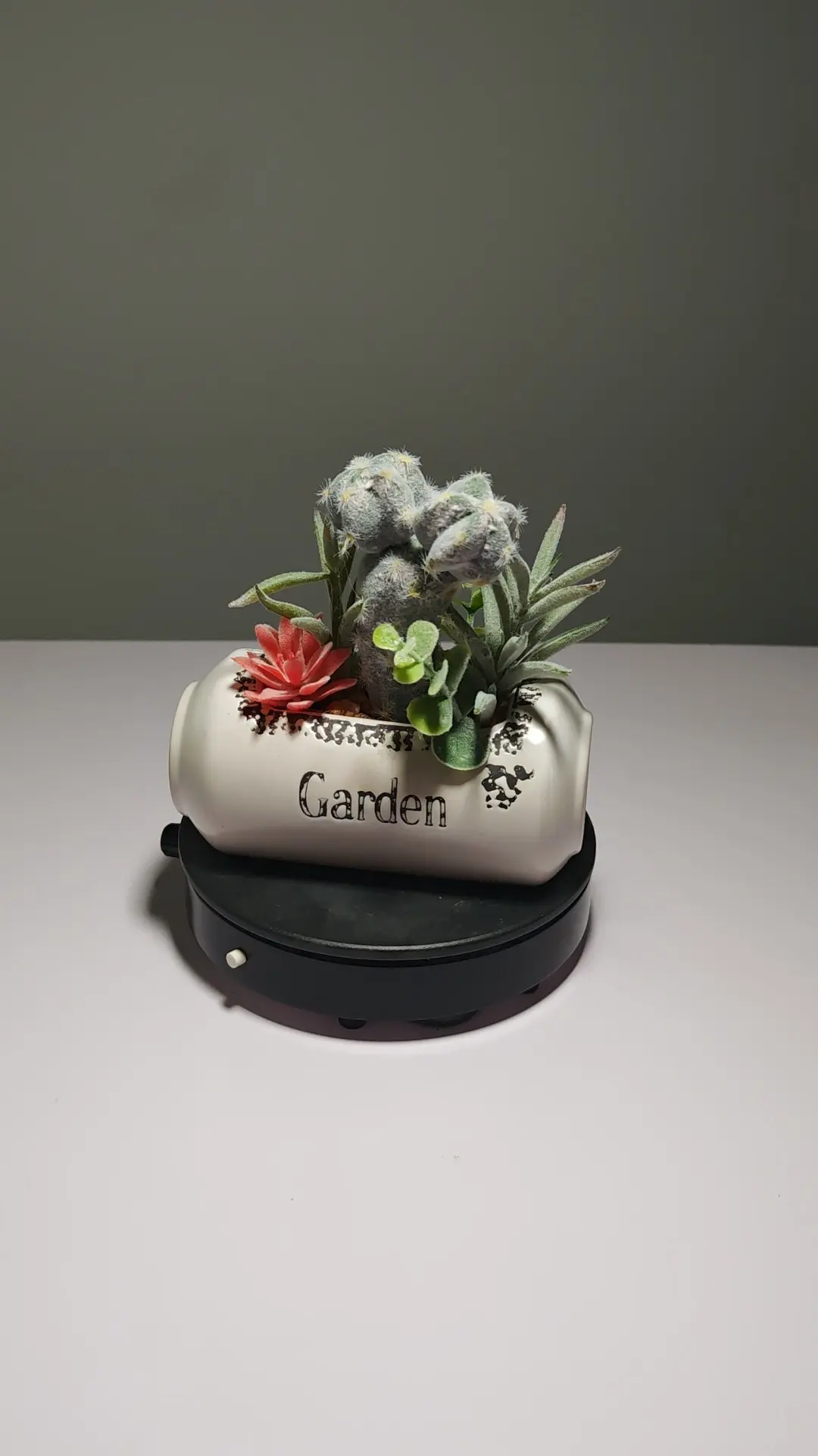 DR0056 (4) - Suculenta Duradera Todo el Año