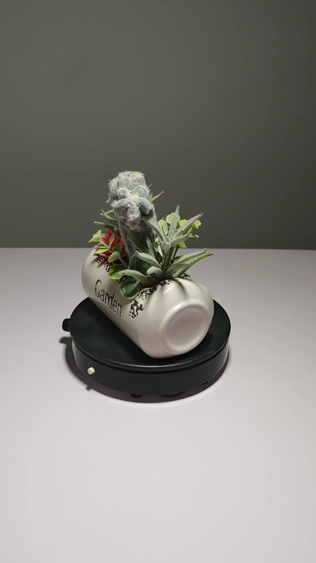 DR0056 (5) - Suculenta Duradera Todo el Año