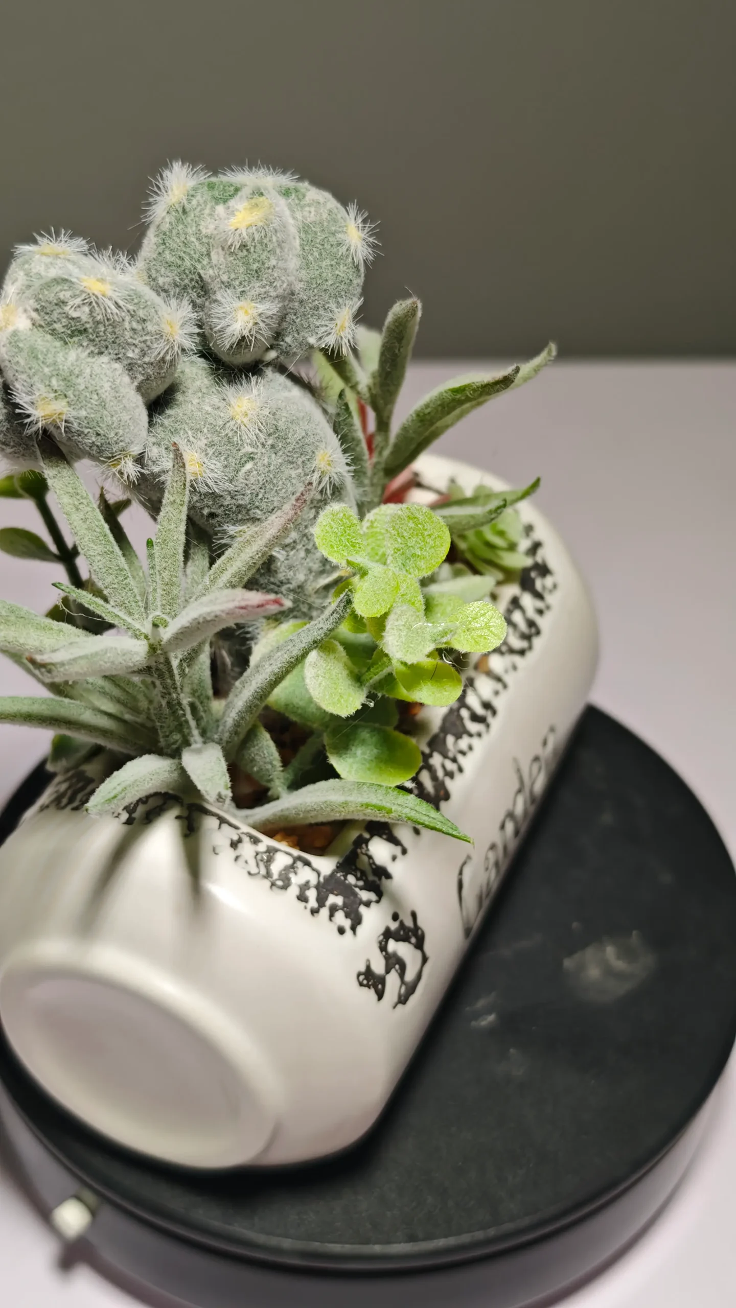 DR0056 (6) - Suculenta Duradera Todo el Año