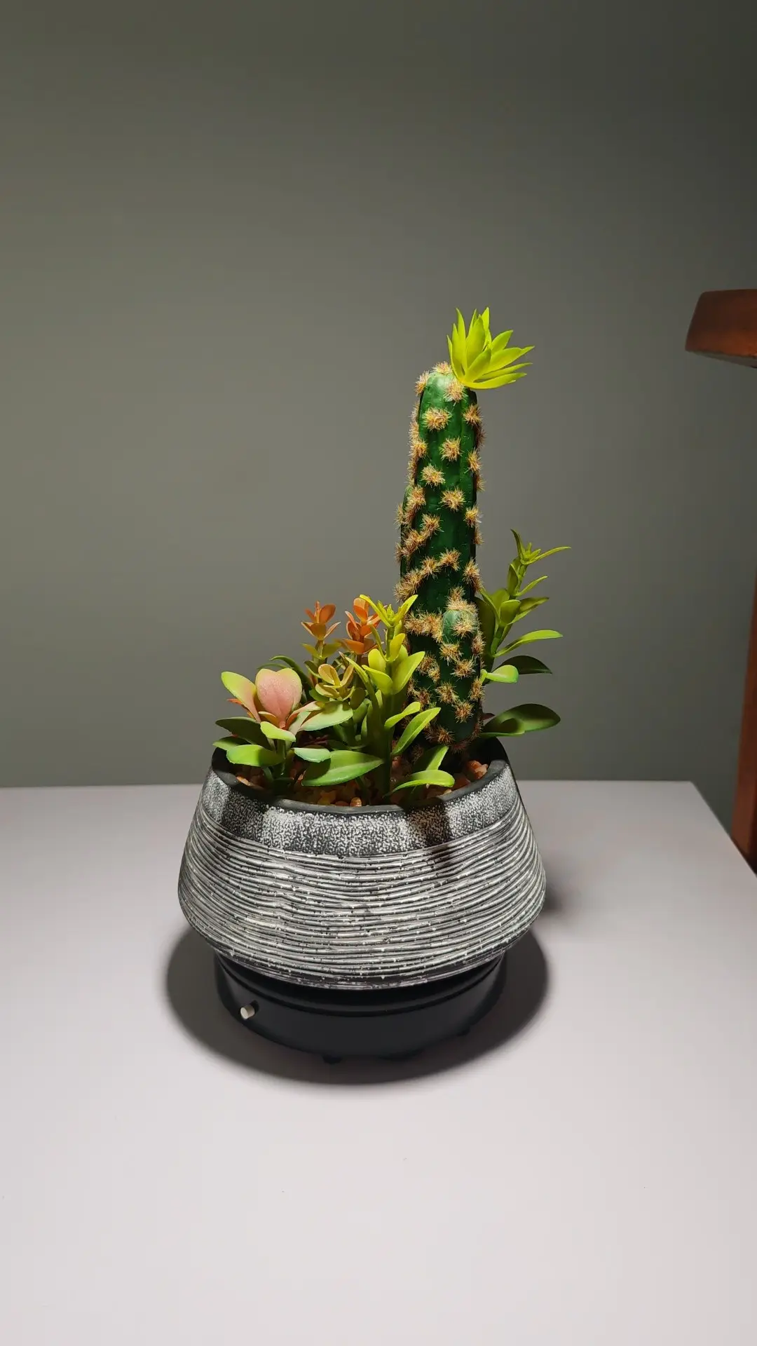 DR0060 (1) - Suculenta de Alta Calidad