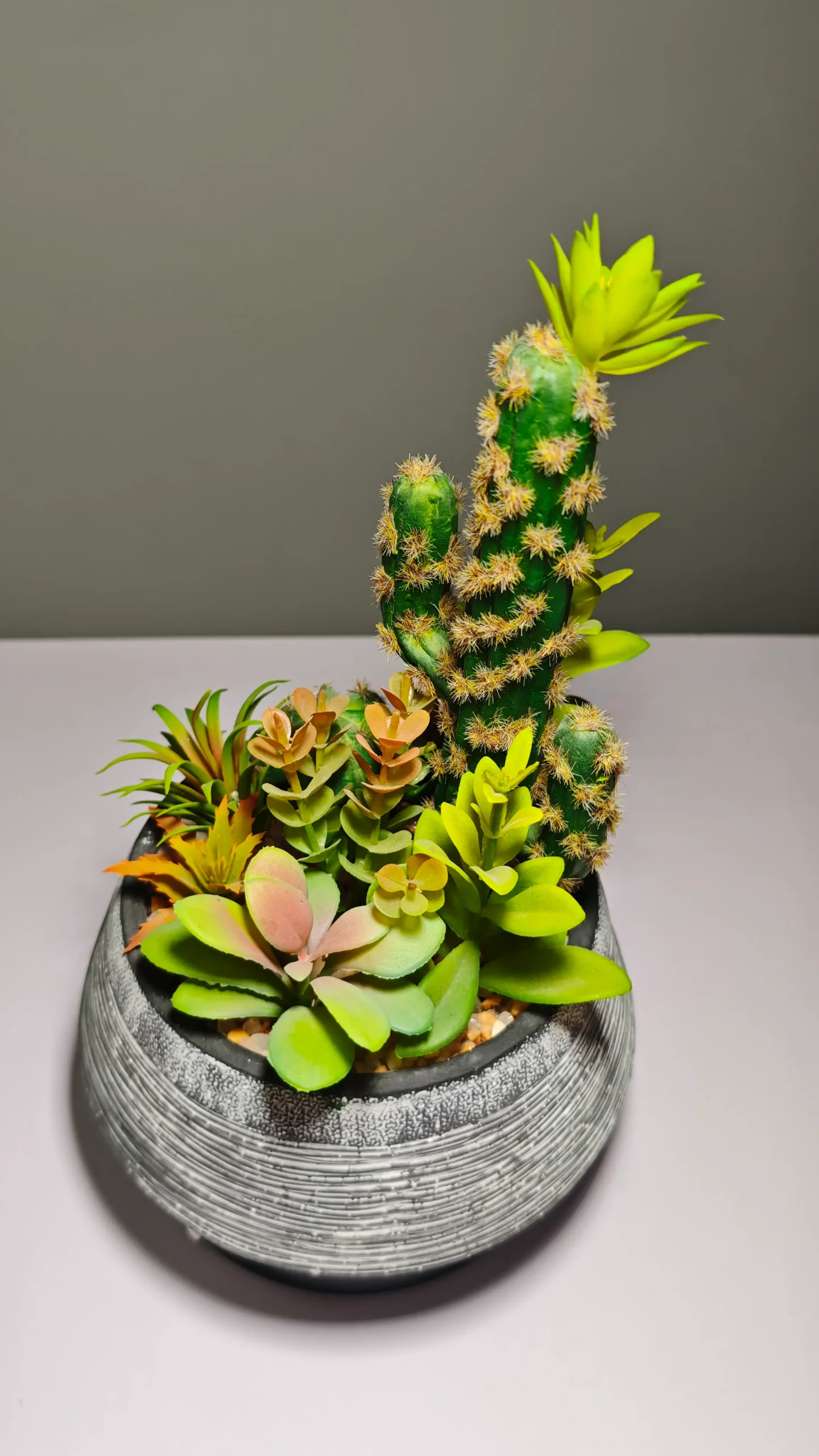 DR0060 (6) - Suculenta de Alta Calidad