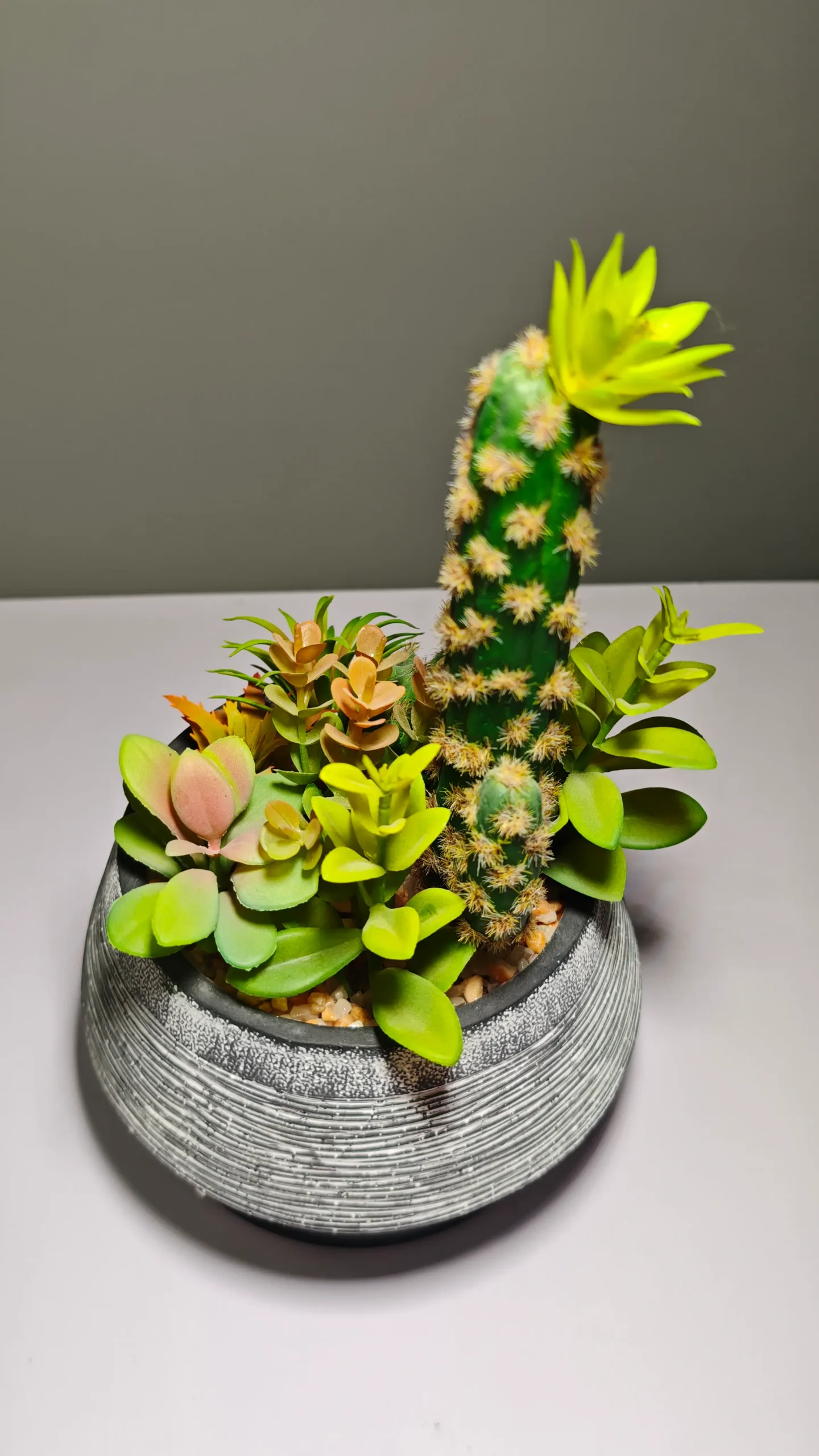 DR0060 (7) - Suculenta de Alta Calidad