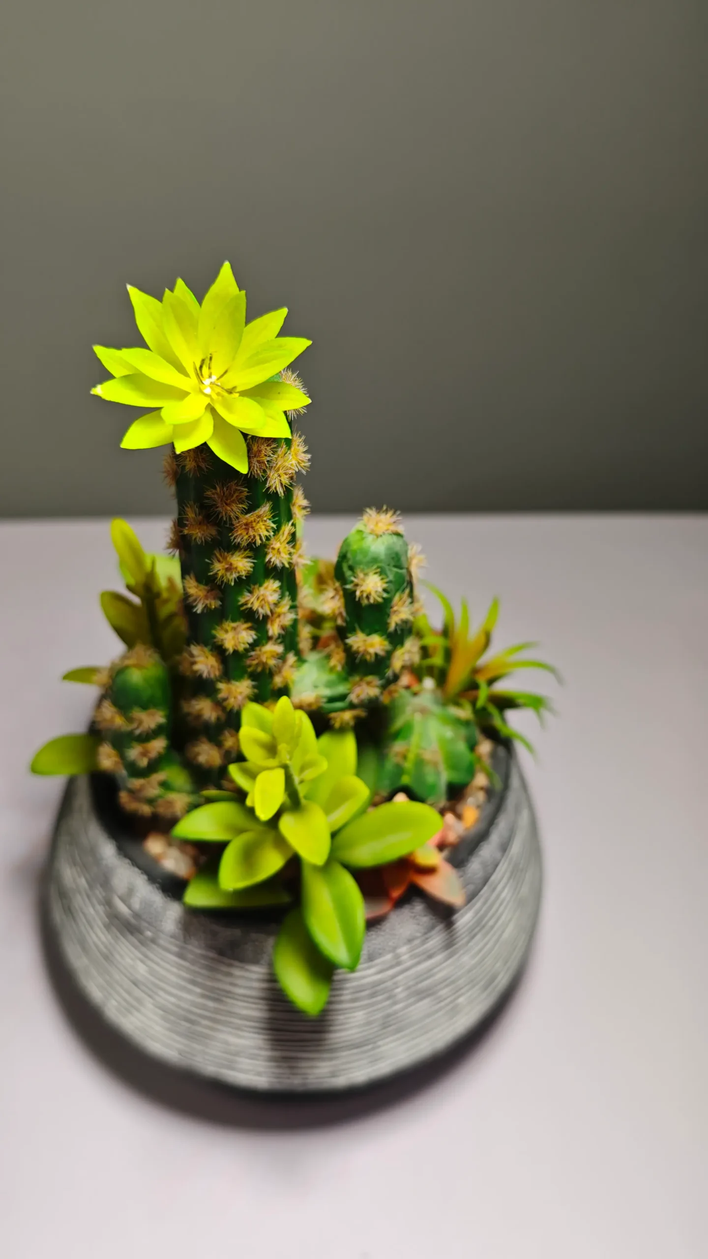 DR0060 (8) - Suculenta de Alta Calidad