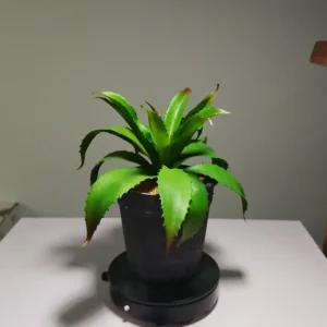 DR0065 (1) profile - suculentas realista plantas