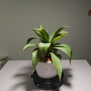 DR0066 (4) profile - hojas de plantas artificiales al por mayor