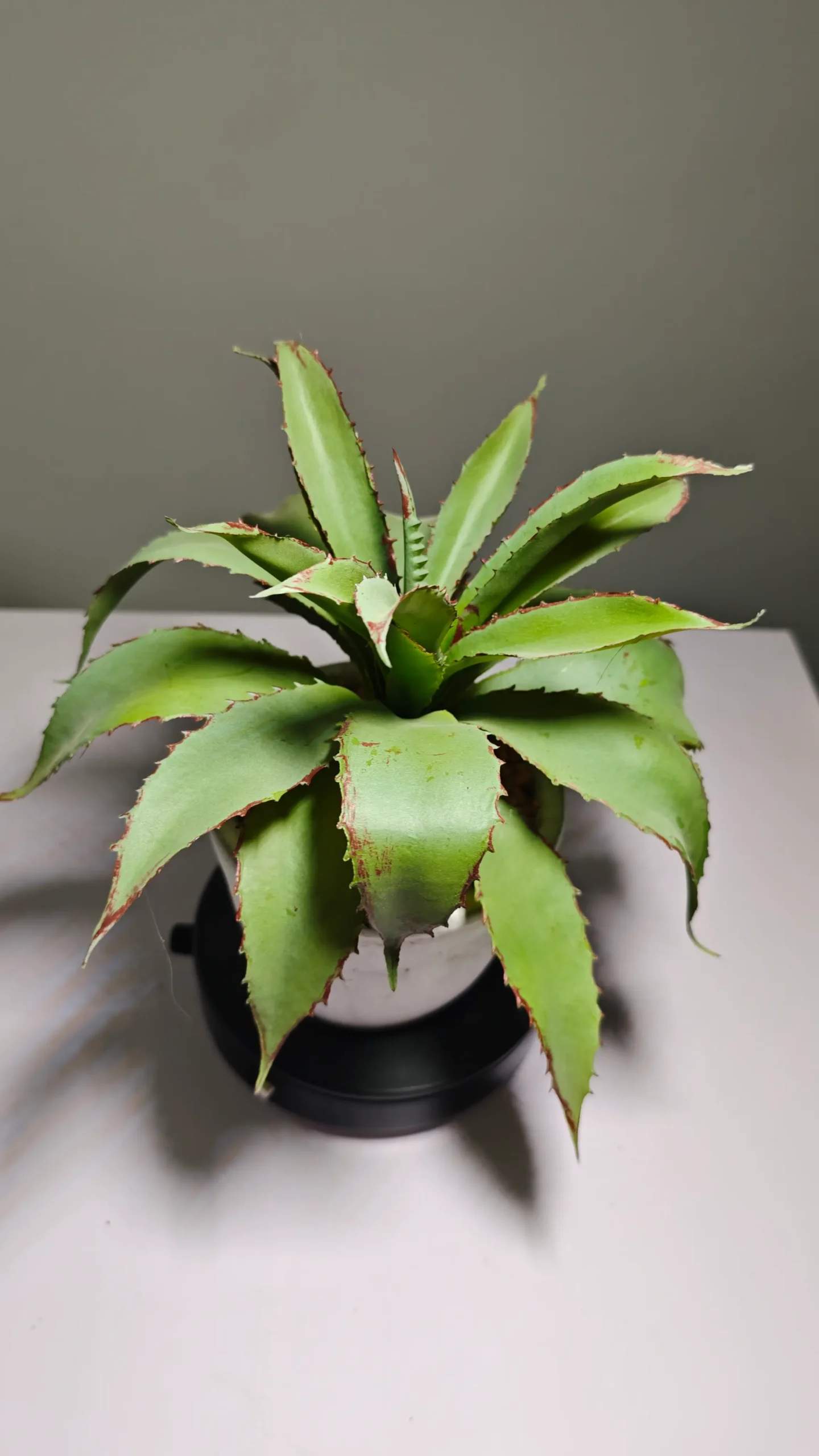 DR0066 (6) - hojas de plantas artificiales al por mayor