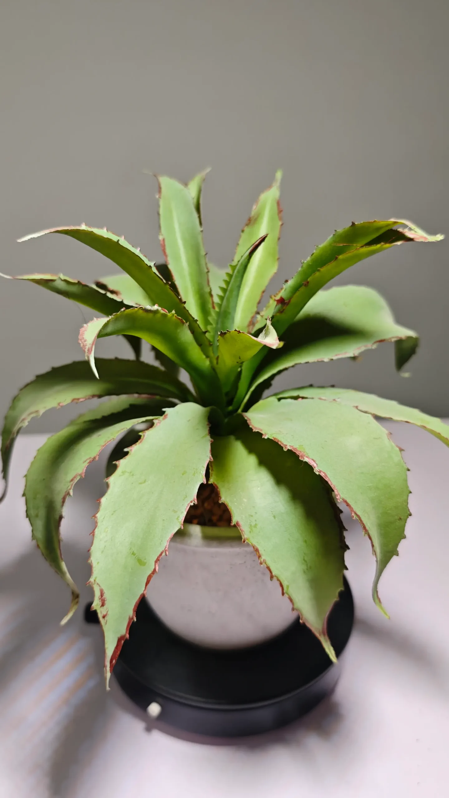 DR0066 (8) - hojas de plantas artificiales al por mayor