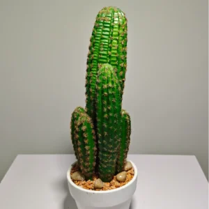 DR0070 (2) profile - suculenta gigantes realista decor