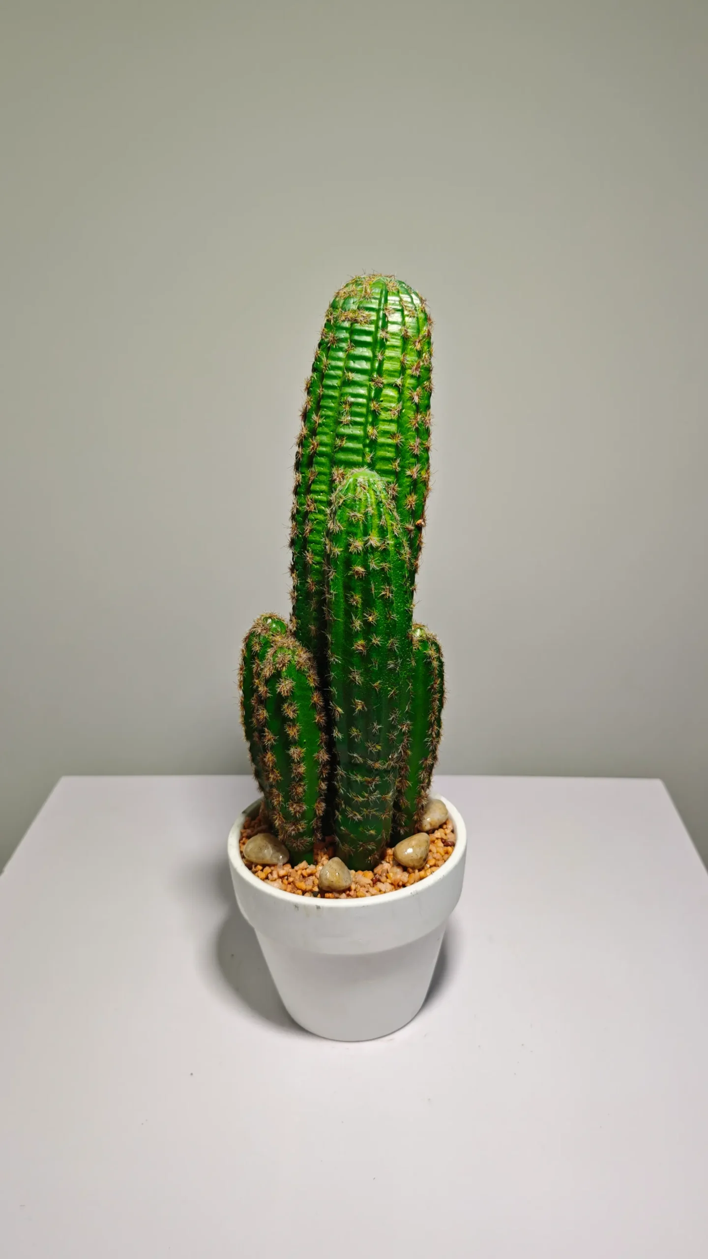 DR0070 (2) - suculenta gigantes realista decor