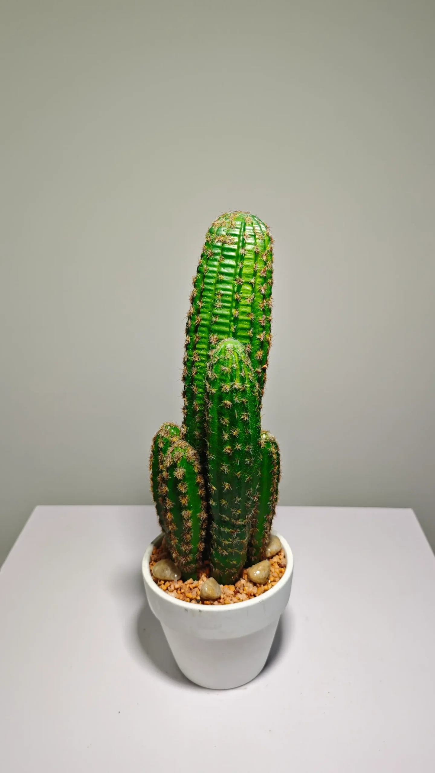 DR0070 (4) - suculenta gigantes realista decor