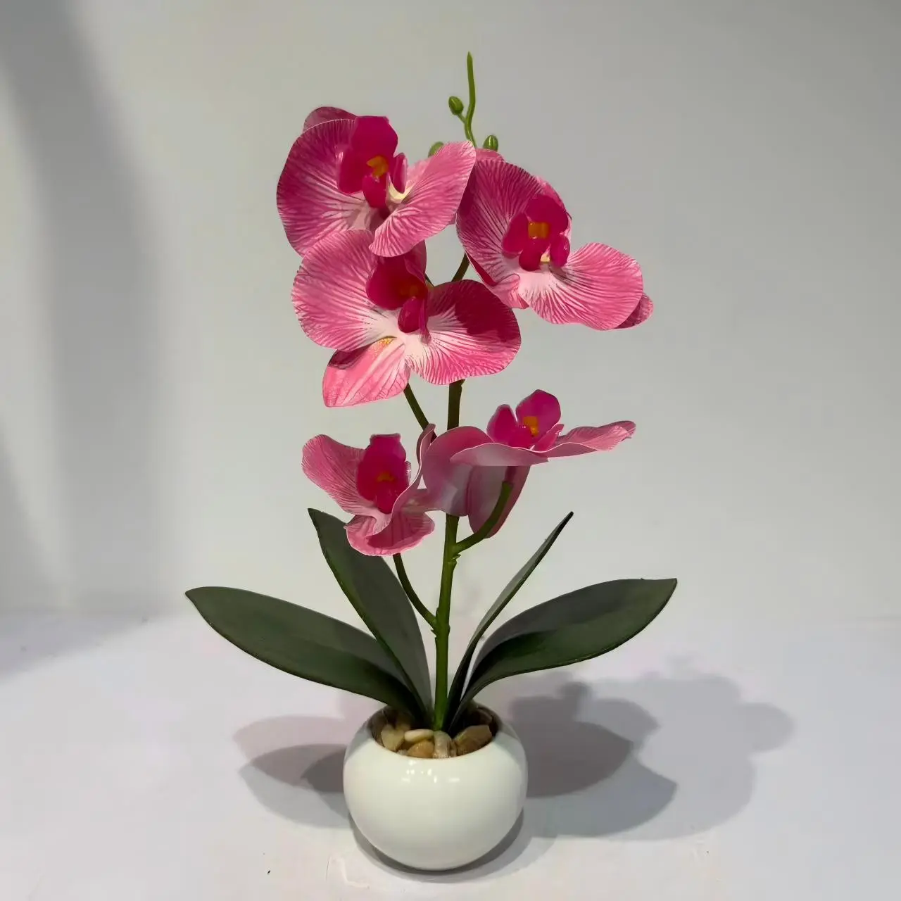 HD013 profile - Orquídea Phalaenopsis de Diseño Moderno