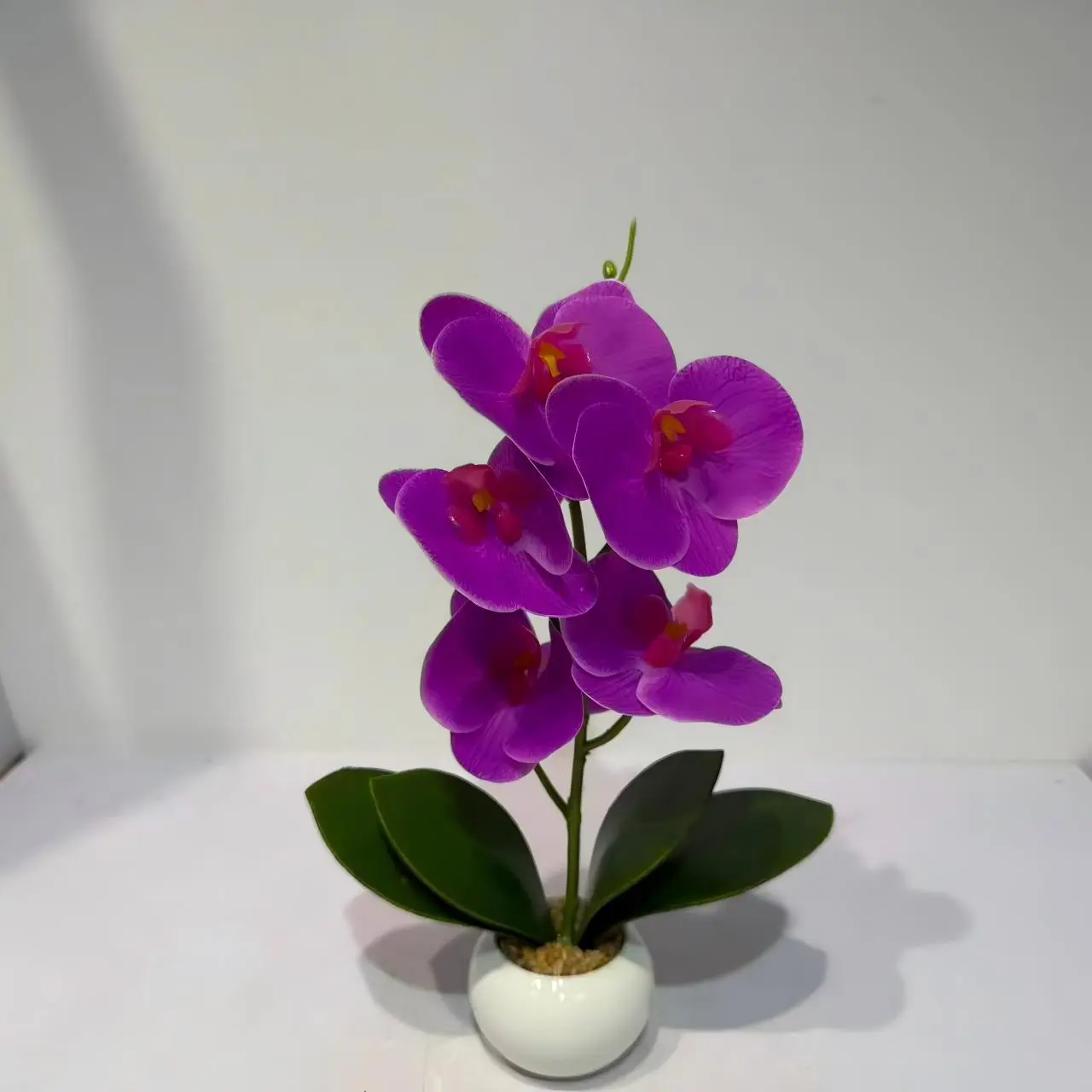 HD014 profile - Phalaenopsis para Decoración de Interiores