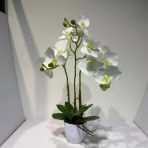 HD019 profile - Phalaenopsis Falsa con Textura Natural