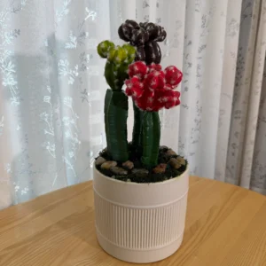 DR0078 (1) profile - Cactus Artificiales de Tres Colores